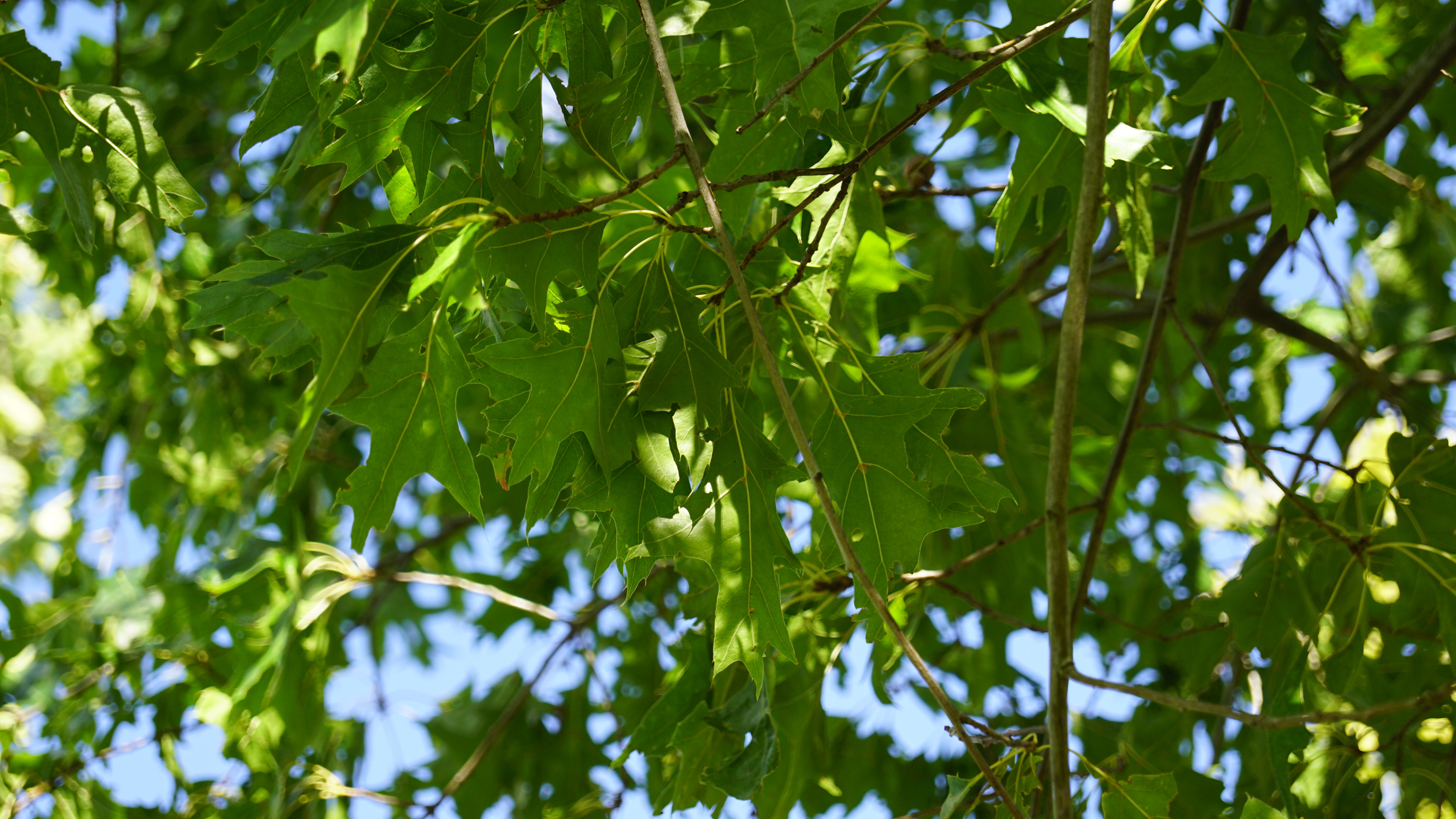 Quercus palustris 'Silhouette' (2)